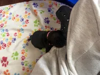 Petal, a female Pug for sale in Bloomington, IL – 10 of 10