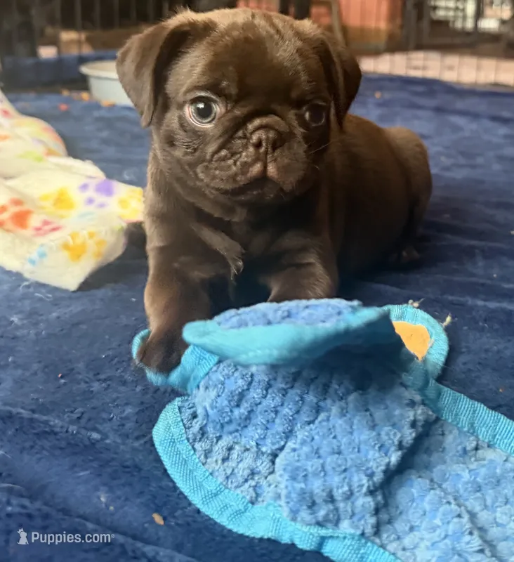Count Chocula Jr. 🍫 – Pug puppy for sale in Bloomington, IL