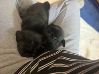 Ted, a male Pug for sale in Bloomington, IL – 2 of 10