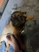 Fiona, a female Pug and Brussels Griffon for sale in Bloomington, IL – 7 of 9