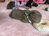 Kevin, a male Pug for sale in Bloomington, IL – 5 of 10