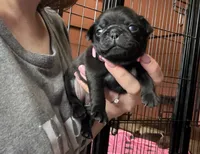 Petal, a female Pug for sale in Bloomington, IL – 8 of 10