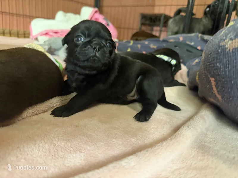 Chip – Pug puppy for sale in Bloomington, IL