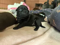 Chip, a male Pug for sale in Bloomington, IL – 1 of 10