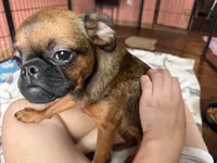 Rex, a male Brussels Griffon for sale in Bloomington, IL – 10 of 10
