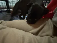 Pearl, a female Pug and Brussels Griffon for sale in Bloomington, IL – 9 of 10