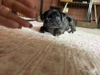 Blue , a female Pug for sale in Bloomington, IL – 4 of 10