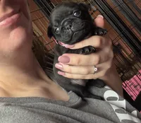 Petal, a female Pug for sale in Bloomington, IL – 5 of 10