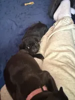 Isabelle, a female Pug for sale in Bloomington, IL – 7 of 10