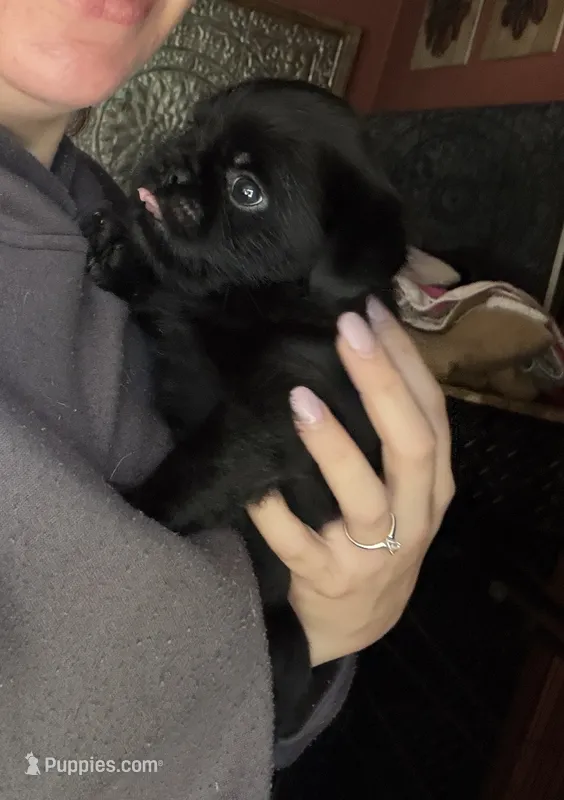 Baxter – Pug, Brussels Griffon puppy for sale in Bloomington, IL