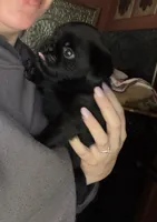Baxter, a male Pug and Brussels Griffon for sale in Bloomington, IL – 1 of 10