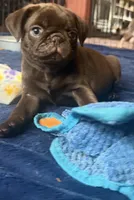 Count Chocula Jr. 🍫, a male Pug for sale in Bloomington, IL – 8 of 10