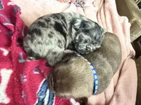Beans, a male Pug for sale in Bloomington, IL – 5 of 10