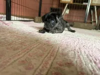 Blue , a female Pug for sale in Bloomington, IL – 10 of 10