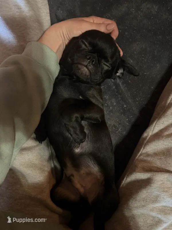 Charles – Pug, Brussels Griffon puppy for sale in Bloomington, IL
