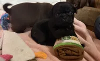 Chip, a male Pug for sale in Bloomington, IL – 8 of 10
