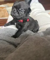 Berry, a male Pug for sale in Bloomington, IL – 4 of 10