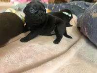 Chip, a male Pug for sale in Bloomington, IL – 10 of 10
