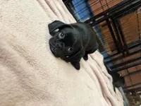 Frank, a male Pug and Brussels Griffon for sale in Bloomington, IL – Photo 10 of 10