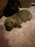 Frank, a male Pug and Brussels Griffon for sale in Bloomington, IL – Photo 9 of 10