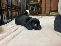 Frank, a male Pug and Brussels Griffon for sale in Bloomington, IL – Photo 7 of 10