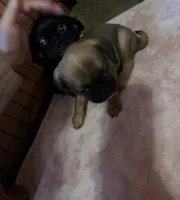 Frank, a male Pug and Brussels Griffon for sale in Bloomington, IL – Photo 10 of 10