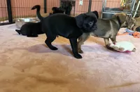 Frank, a male Pug and Brussels Griffon for sale in Bloomington, IL – Photo 8 of 10