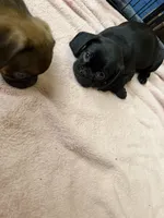 Frank, a male Pug and Brussels Griffon for sale in Bloomington, IL – Photo 9 of 10