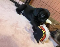 Frank, a male Pug and Brussels Griffon for sale in Bloomington, IL – Photo 3 of 10