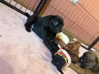 Frank, a male Pug and Brussels Griffon for sale in Bloomington, IL – Photo 2 of 10