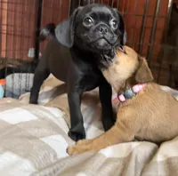 Frank, a male Pug and Brussels Griffon for sale in Bloomington, IL – Photo 6 of 10