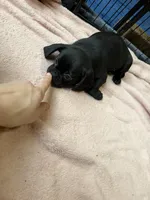 Frank, a male Pug and Brussels Griffon for sale in Bloomington, IL – Photo 8 of 10