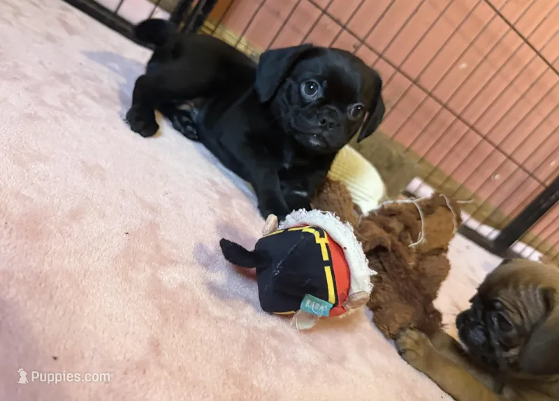 Frank – Pug, Brussels Griffon puppy for sale in Bloomington, IL