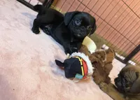 Frank, a male Pug and Brussels Griffon for sale in Bloomington, IL – Photo 1 of 10