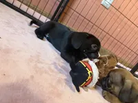 Frank, a male Pug and Brussels Griffon for sale in Bloomington, IL – Photo 5 of 10