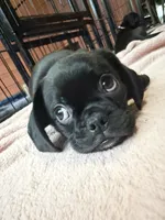 Frank, a male Pug and Brussels Griffon for sale in Bloomington, IL – Photo 5 of 10