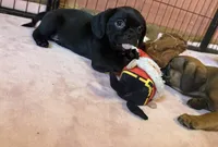 Frank, a male Pug and Brussels Griffon for sale in Bloomington, IL – Photo 4 of 10