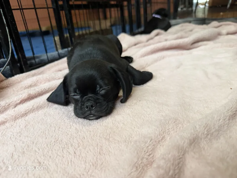 Frank – Pug, Brussels Griffon puppy for sale in Bloomington, IL