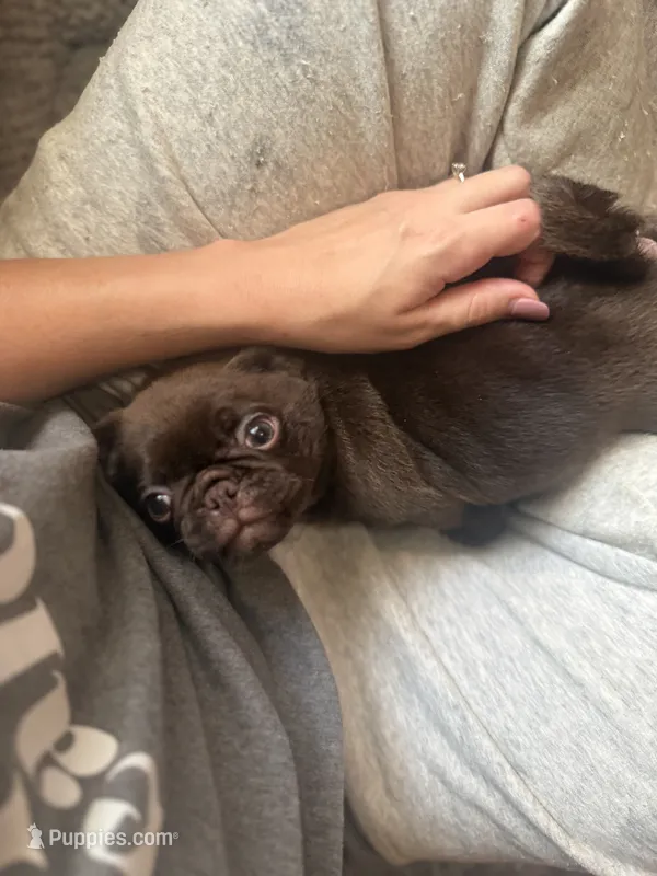 Ferrero – Pug puppy for sale in Bloomington, IL