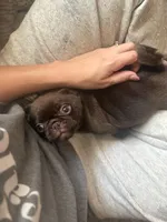 Ferrero, a male Pug for sale in Bloomington, IL – 1 of 10