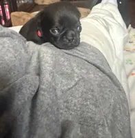Berry, a male Pug for sale in Bloomington, IL – 3 of 10