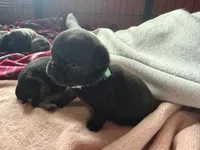 Nugget, a female Pug for sale in Bloomington, IL – 8 of 10