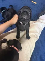Isabelle, a female Pug for sale in Bloomington, IL – 3 of 10