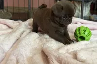 Lila 🍫 , a female Pug for sale in Bloomington, IL – 10 of 10