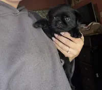 Baxter, a male Pug and Brussels Griffon for sale in Bloomington, IL – 2 of 10
