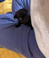 Nuggie, a male Pug for sale in Bloomington, IL – 4 of 10