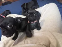 Marie, a female Pug for sale in Bloomington, IL – 5 of 10