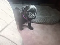Pippa , a female Pug for sale in Bloomington, IL – 8 of 10