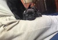 Marie, a female Pug for sale in Bloomington, IL – 1 of 10