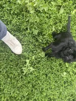 Astrid, a female Brussels Griffon for sale in Bloomington, IL – 9 of 10
